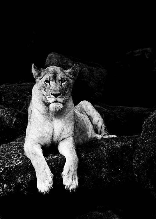 Lioness B&W Poster / Blanco y negro con Desenio AB (2908)