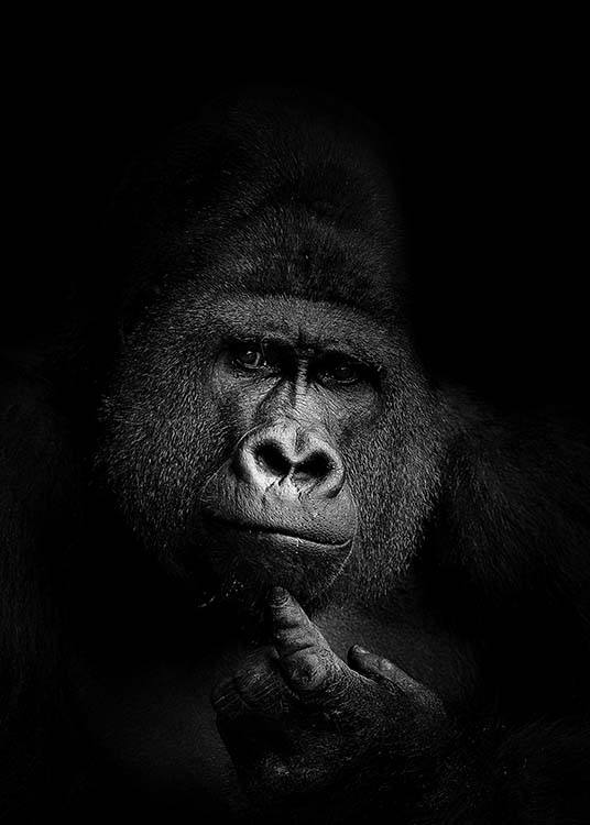 Gorilla B&W Poster / Blanco y negro con Desenio AB (2910)