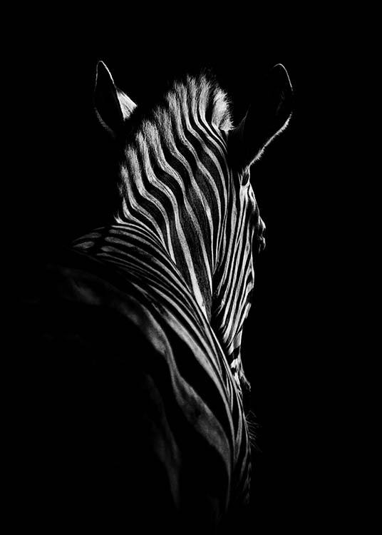 Zebra B&W Poster / Blanco y negro con Desenio AB (2911)