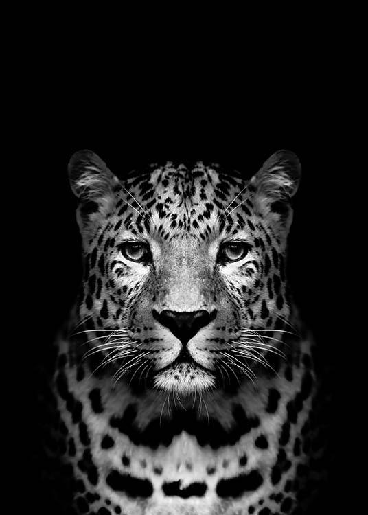 Leopard B&W Poster / Blanco y negro con Desenio AB (2912)