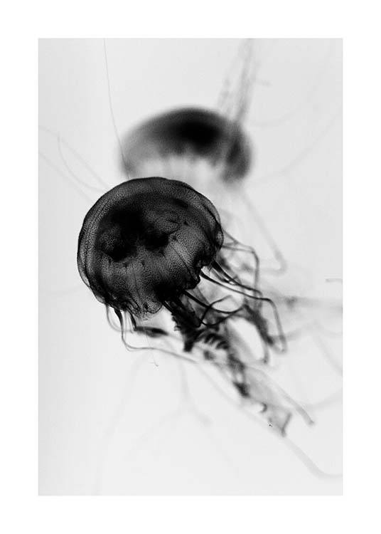 Floating Jelly Fish Poster / Blanco y negro con Desenio AB (3104)