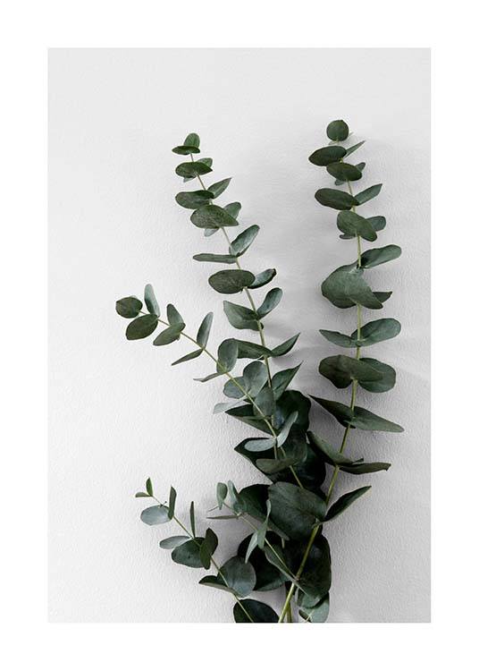  – Fotografía de unas ramas verdes de eucalipto sobre un fondo gris claro