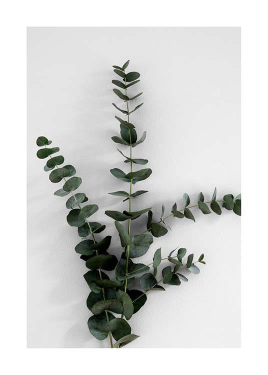 Eucalyptus Branch Three Poster
