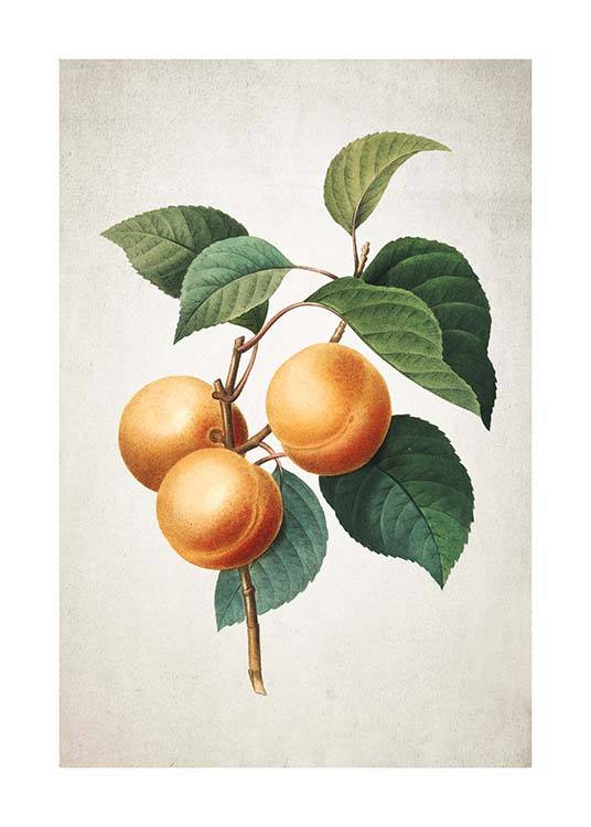 Apricot Poster / Cuadros de cocina con Desenio AB (3513)