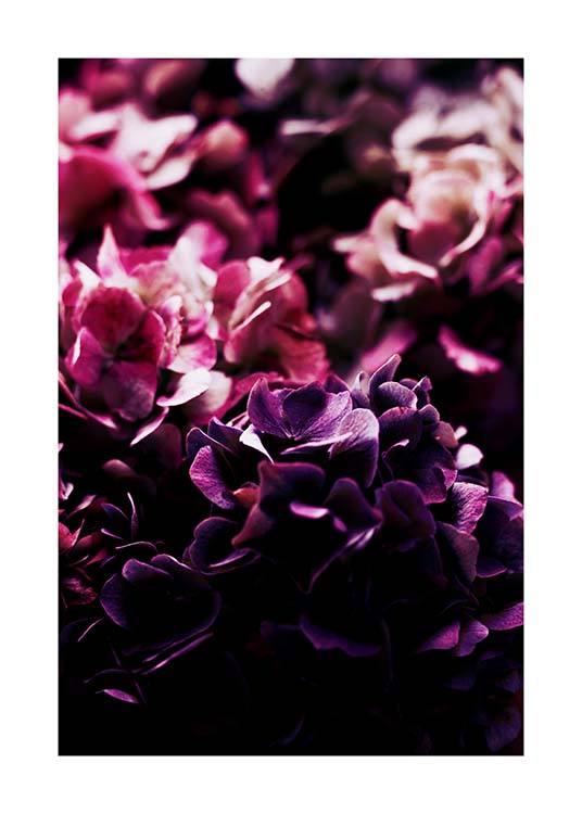 Purple Hydrangea Poster / Fotografías con Desenio AB (3533)