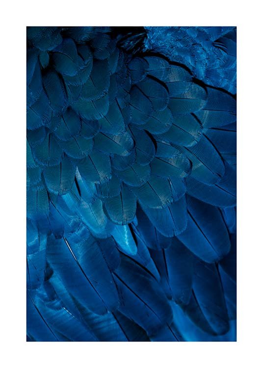Deep Blue Feathers Poster / Fotografías con Desenio AB (3538)