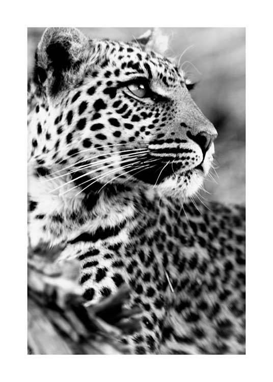 Leopard Poster / Blanco y negro con Desenio AB (3541)
