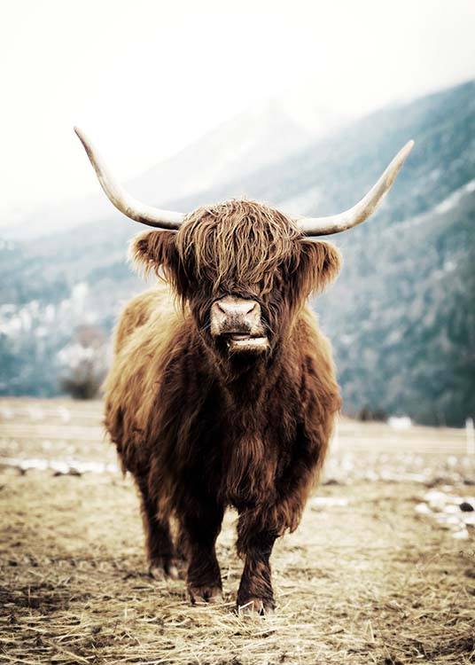  – Fotografía de una vaca marrón de tierras altas en un campo con montañas al fondo