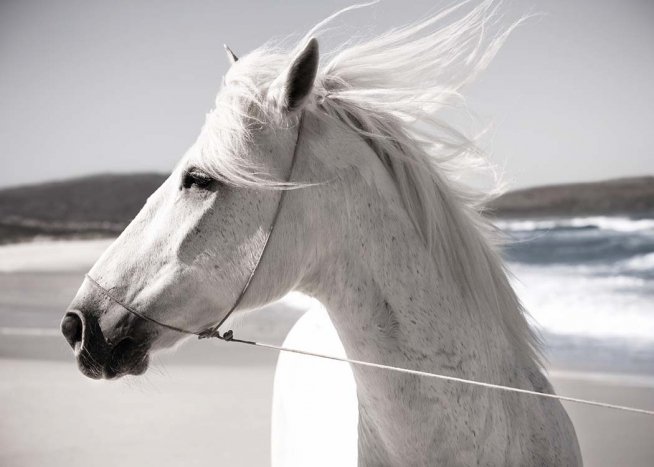 White Horse On Beach Poster / Fotografías con Desenio AB (3547)