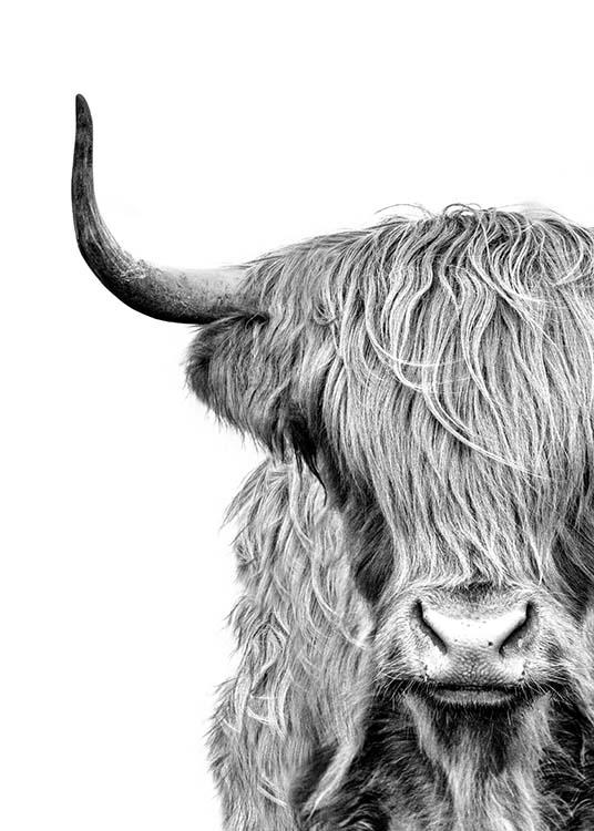  – Fotografía en blanco y negro de una vaca de tierras altas con mucho pelaje cubriéndole los ojos