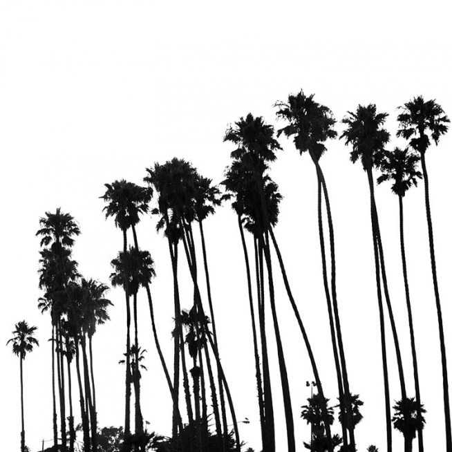 Venice Beach Palm Trees No1 Poster / Blanco y negro con Desenio AB (3776)