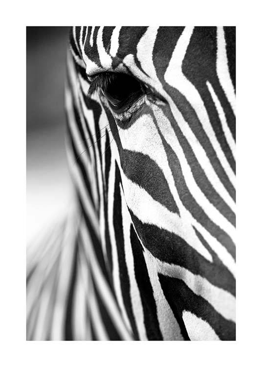 Zebra Close Up Poster / Blanco y negro con Desenio AB (3855)