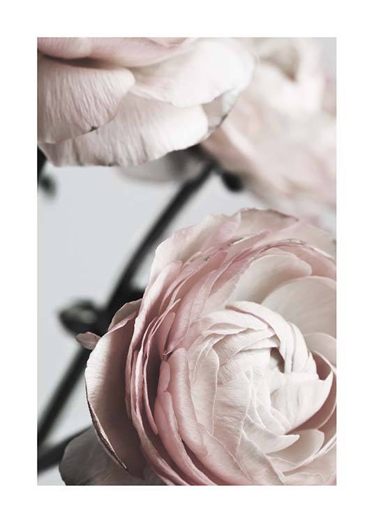Pink Ranunculus Two Poster / Fotografías con Desenio AB (3924)