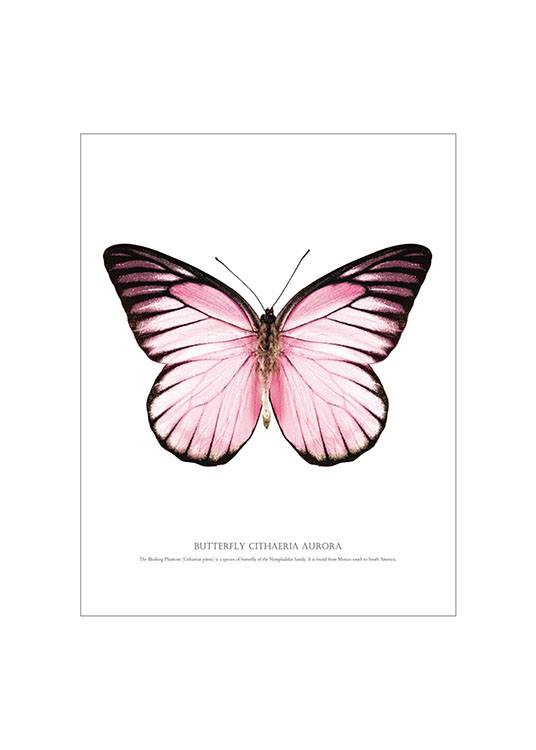 Butterfly Pink, White Background Poster  / Cuadros con texto con Desenio AB (7461)