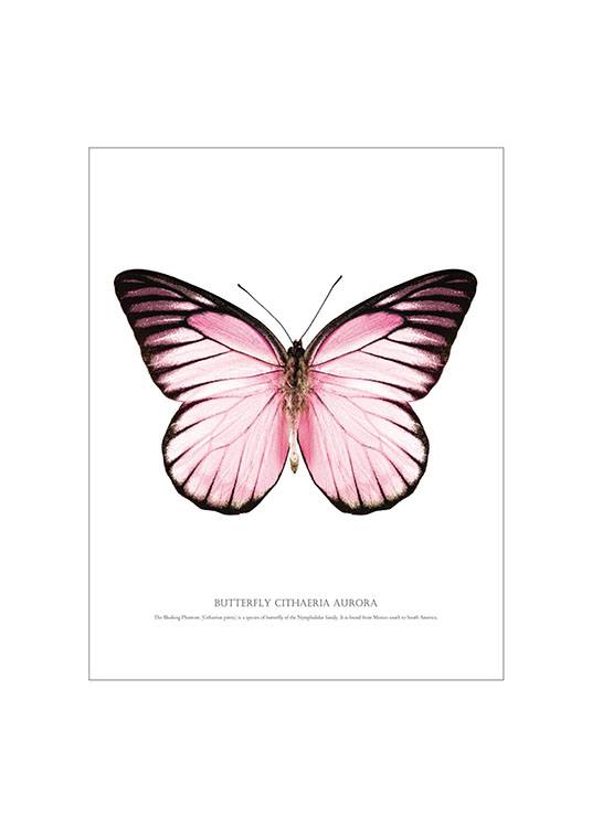 Butterfly Pink, White Background Poster 