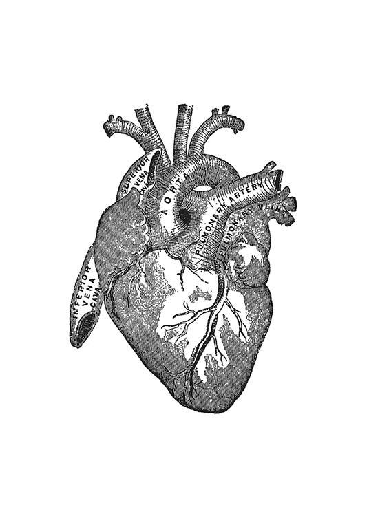 Heart Anatomy, Posters