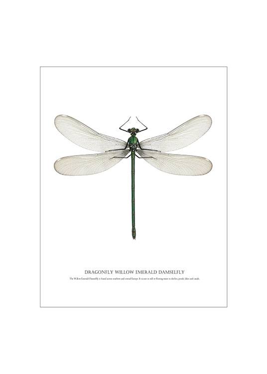 Dragonfly White, Posters / Diseño gráfico con Desenio AB (7503)