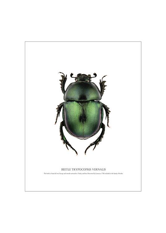 Beetle White, Posters