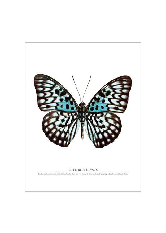 Butterfly Turqouise, White Frame, Poster