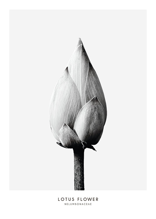 Lotus Flower, Poster / Botánica con Desenio AB (7936)