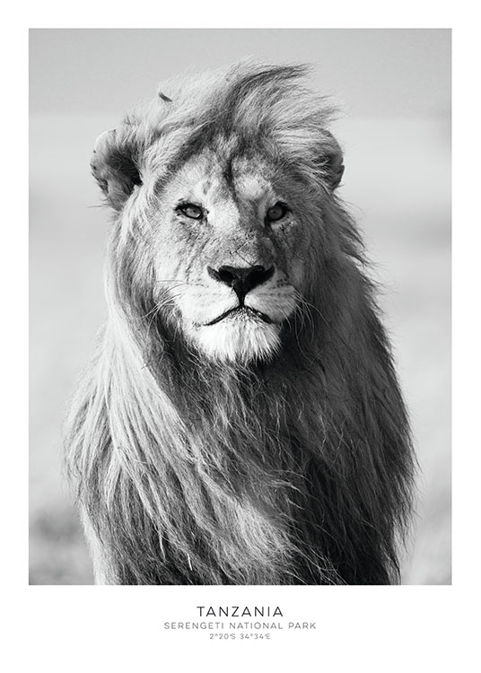  – Fotografía en blanco y negro de un león de frente 