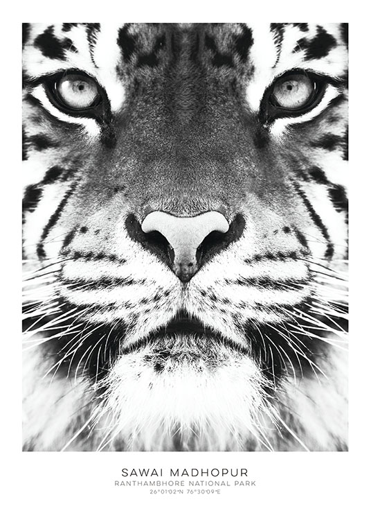 Tiger, Posters / Blanco y negro con Desenio AB (7950)