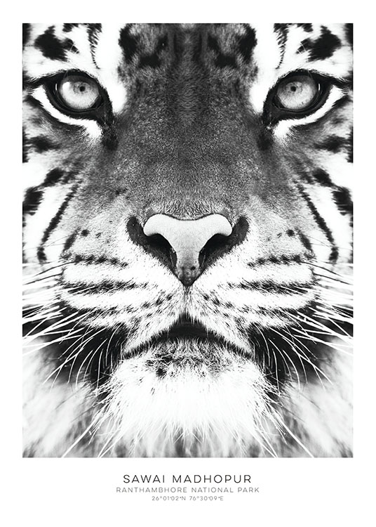 Tiger, Posters