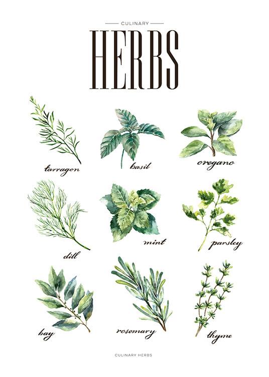 Herbs Green, Poster / Cuadros de cocina con Desenio AB (8230)