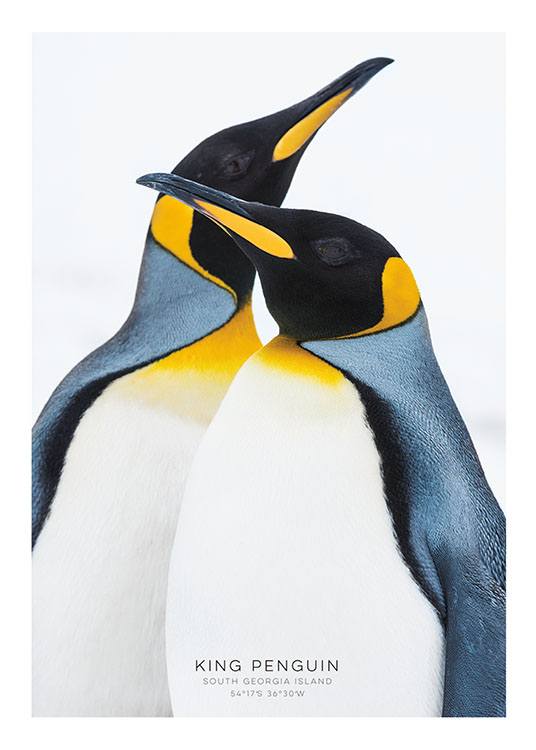 King Penguin, Poster