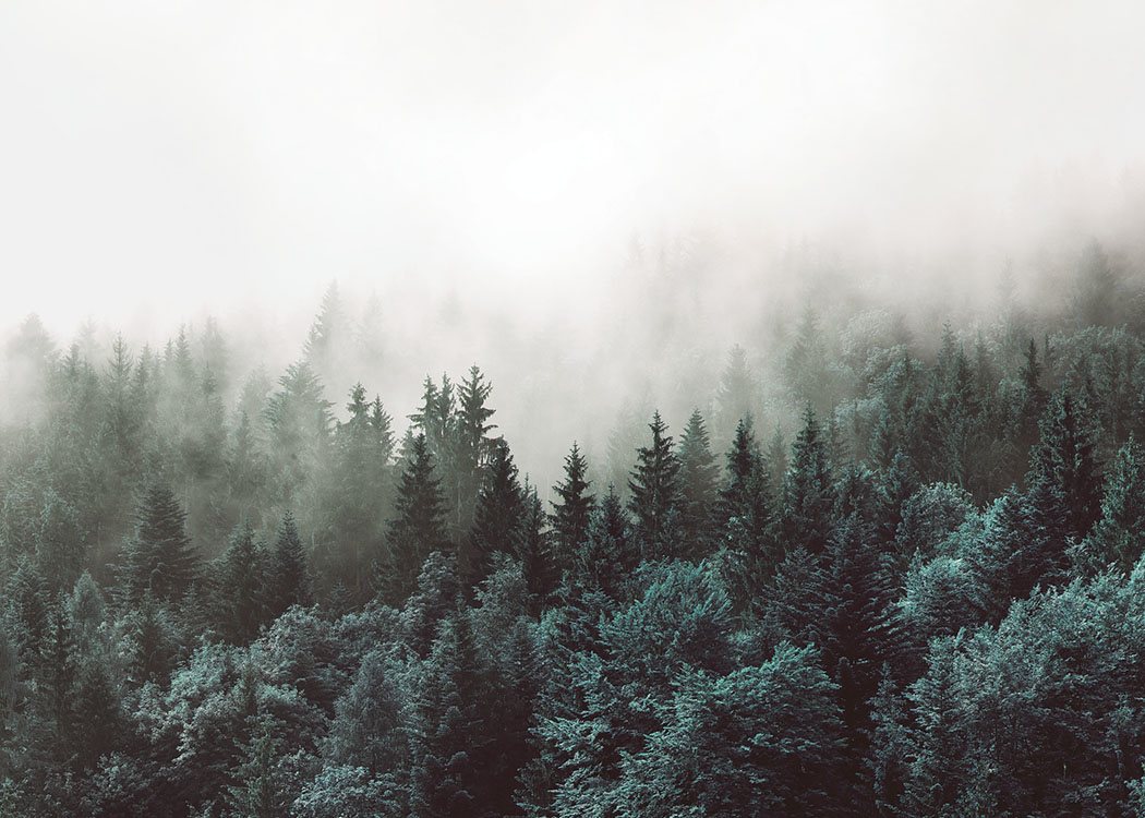  – Fotografía de un paisaje boscoso y verde con la copa de los árboles cubierta de niebla