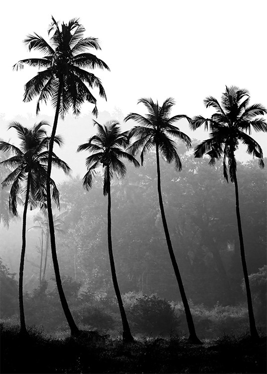  – Fotografía en blanco y negro con un grupo de palmeras altas y una selva tropical de fondo