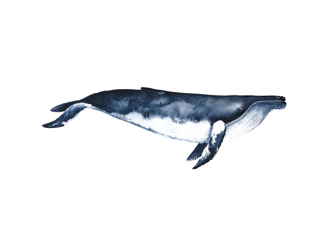 Humpback Whale, Poster / Ilustraciones con Desenio AB (8416)