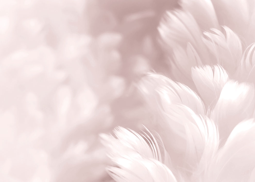 Fluffy Pink Feathers, Poster / Fotografías con Desenio AB (8512)
