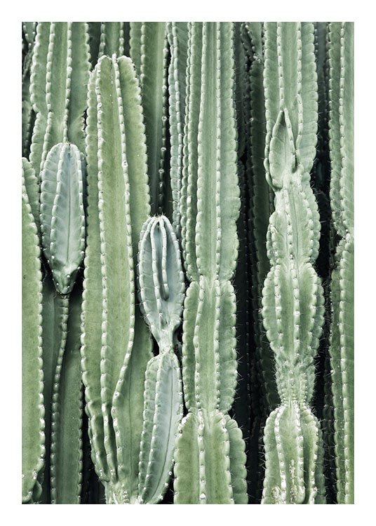 Cactus, Posters / Fotografías con Desenio AB (8539)