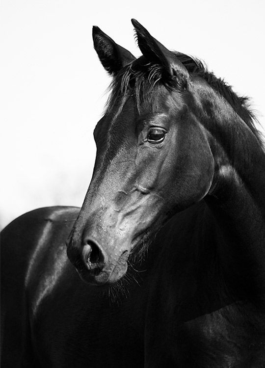 Black Stallion, Posters