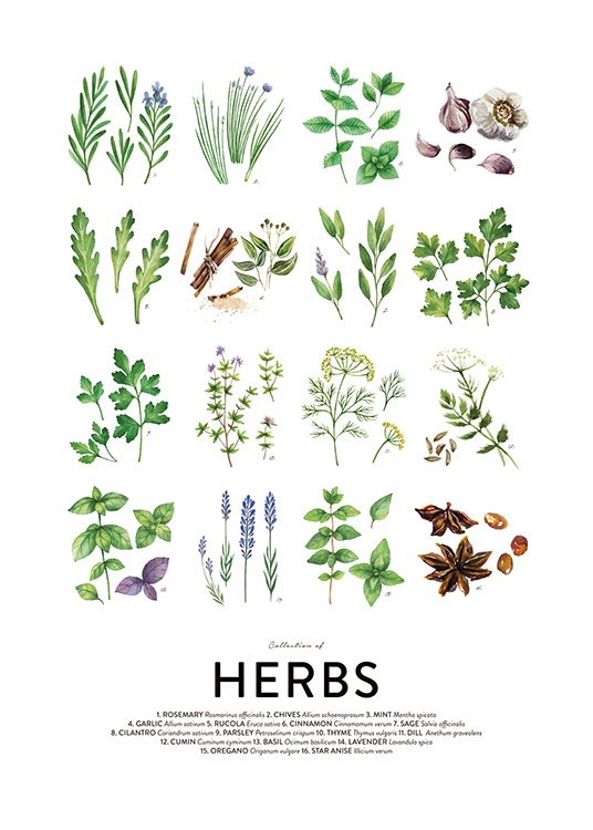 Culinary Herbs, Posters / Guías de Cocina con Desenio AB (8589)