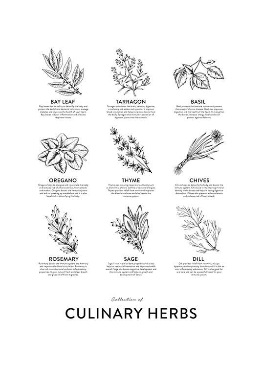 Collection Of Herbs, Posters
