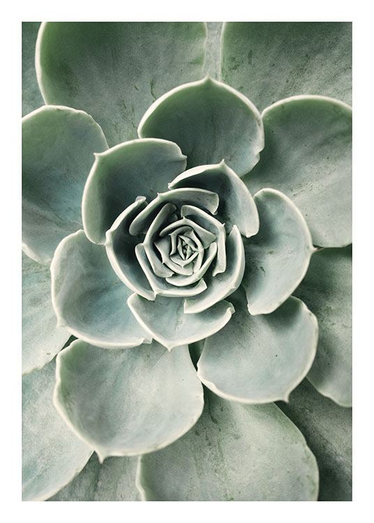  – Fotografía del primer plano del centro de una planta suculenta color verde con hojas redondeadas que asemejan la forma de una flor