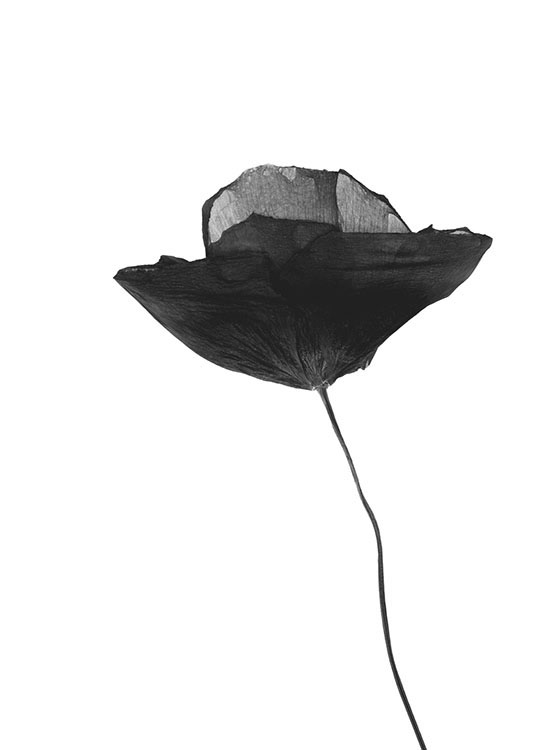 Black Poppy Flower, Poster / Flores con Desenio AB (8629)