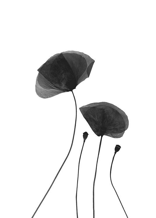 Black Poppy Flowers, Poster / Blanco y negro con Desenio AB (8630)