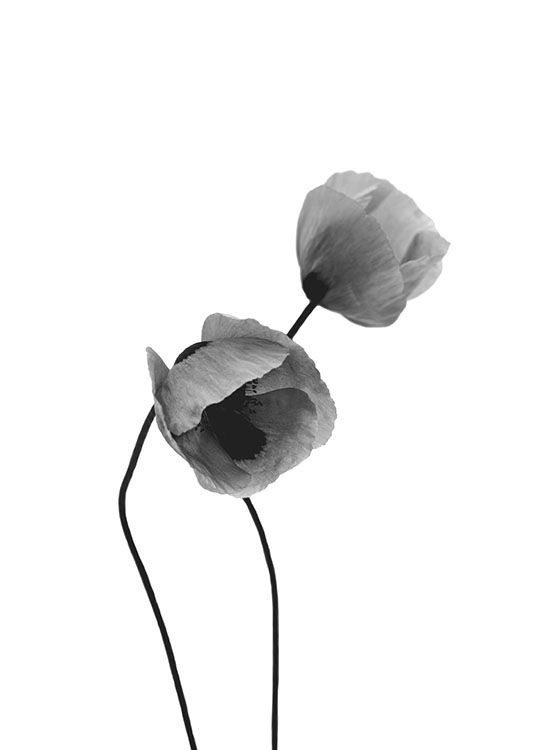 Grey Poppy Flowers, Poster / Blanco y negro con Desenio AB (8631)
