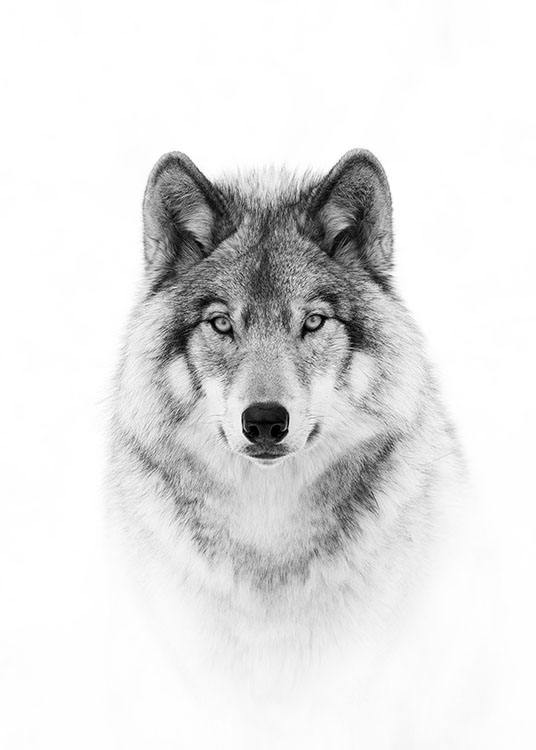 Wolf Poster / Blanco y negro con Desenio AB (8693)