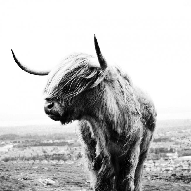 Highland Cow B&W Poster / Animales con Desenio AB (8826)