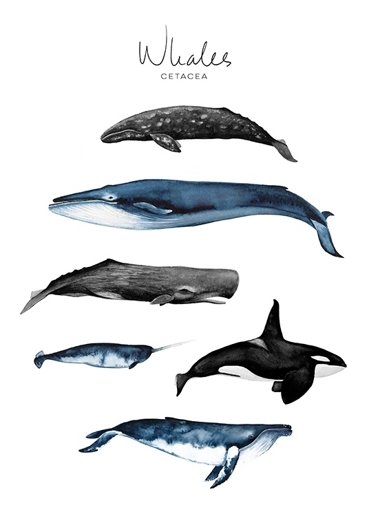 Whales Poster / Pósters infantiles con Desenio AB (8989)
